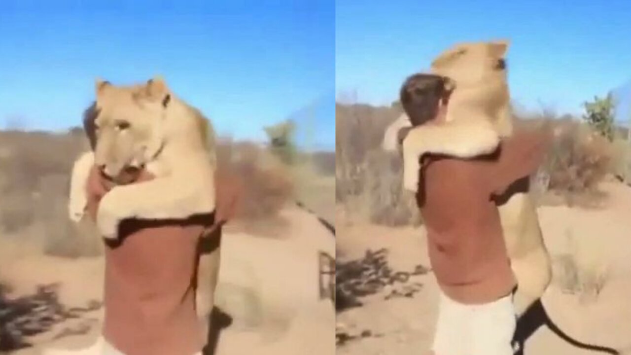 Friendly Lion Big Hug [Lion Jumps For A Hug]