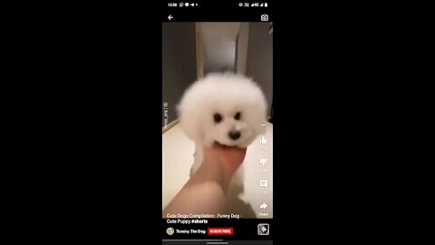 Cute dog complication - funny dog cute puppy