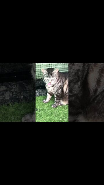 Cute cat licking lips