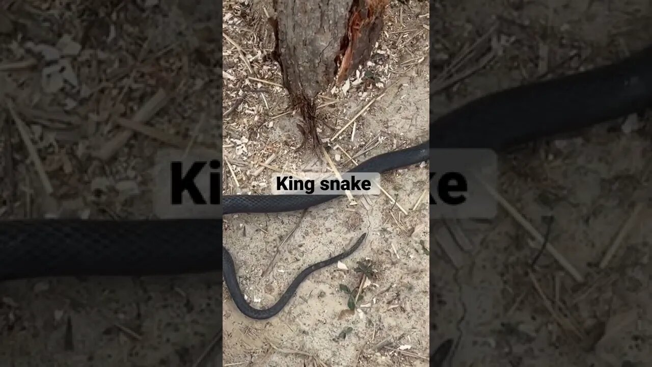 First king snake we have seen on the property