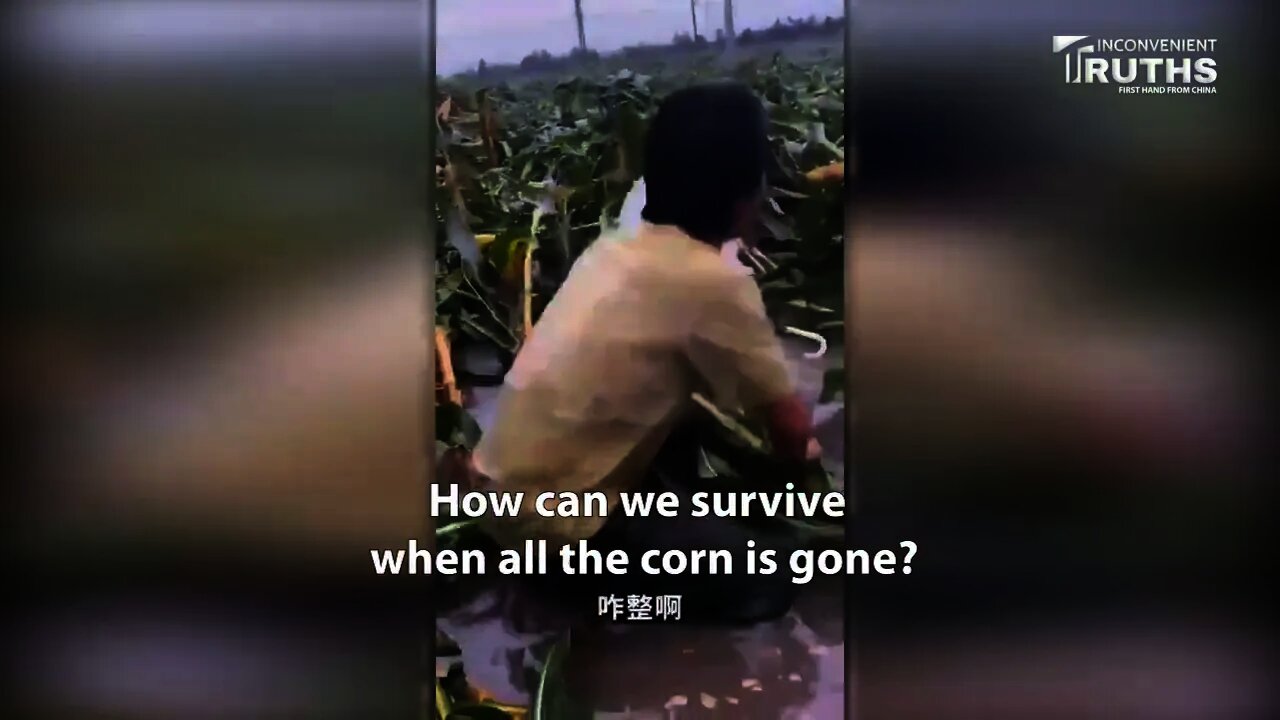 The Painful Farmers After the Disaster 受災後痛苦的農民