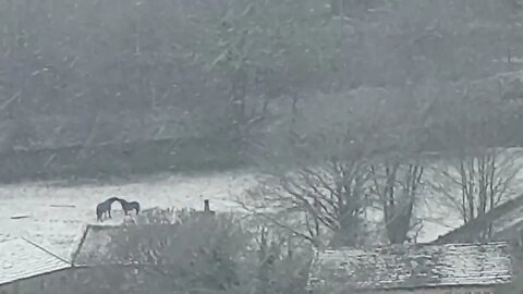 Horses In The Snow #short