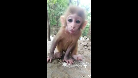 The baby monkey can be seen hugging the dog and playing with her
