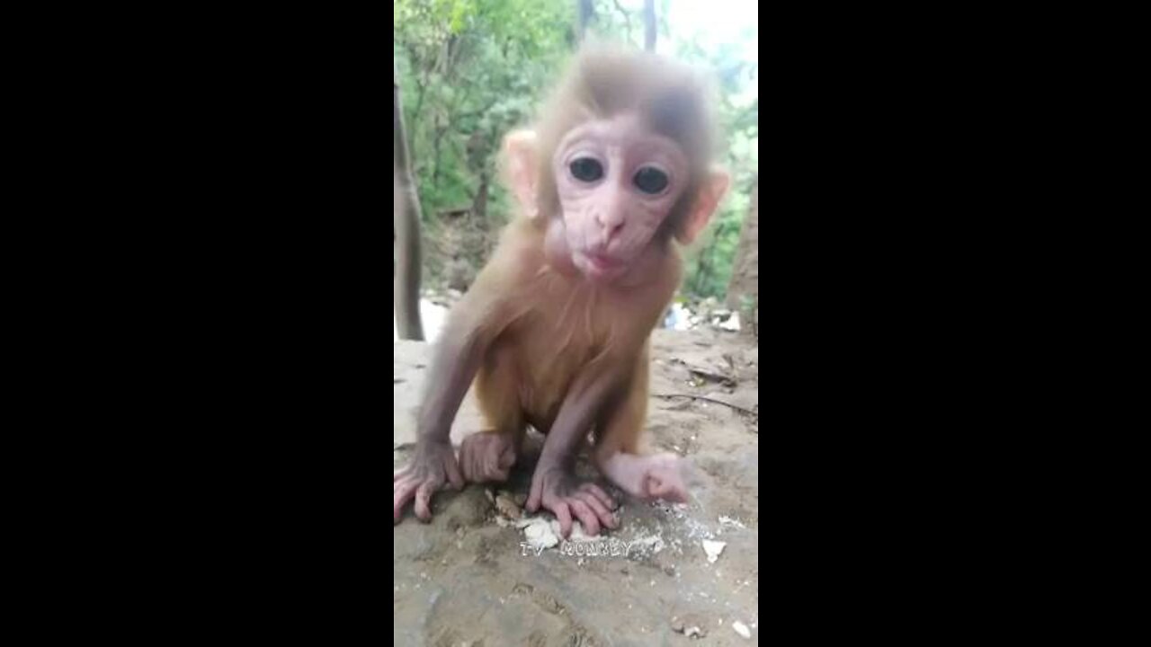 The baby monkey can be seen hugging the dog and playing with her