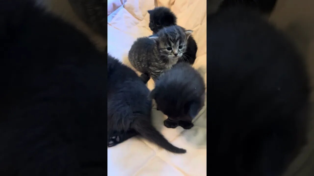 vickeymouse & Everyone Male or Females Kittens What Do You Think Let’s Look & Figure Them All Out!!