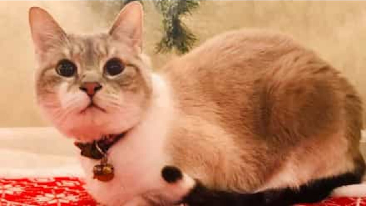 Gato pula por cima de grade com muita elegância