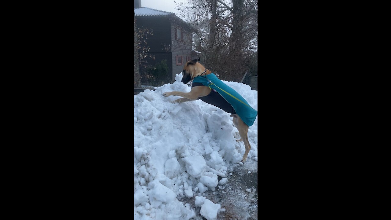 Django loves snow❄️