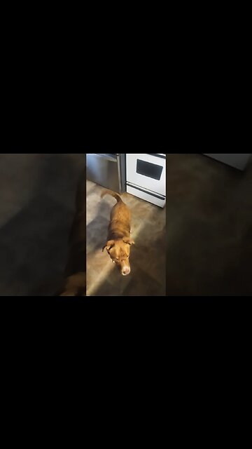 woah #pitbull #labrador #tricks #training