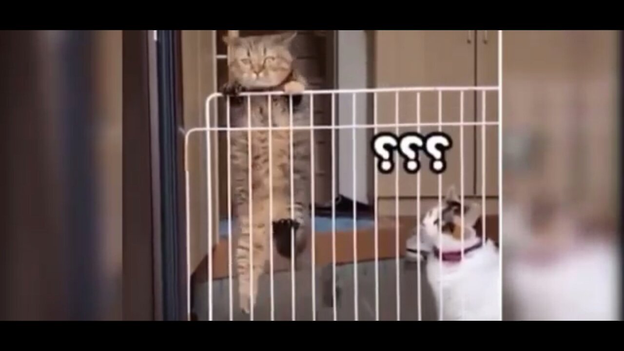 Hey Idiot! What Are you doing? 😂 😂 😻😻