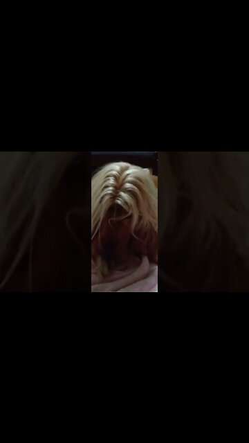 #dogshow, #amimals, #dogs, #shorts