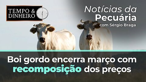 Boi gordo encerra março com recomposição dos preços no mercado físico. B3 projeta queda.