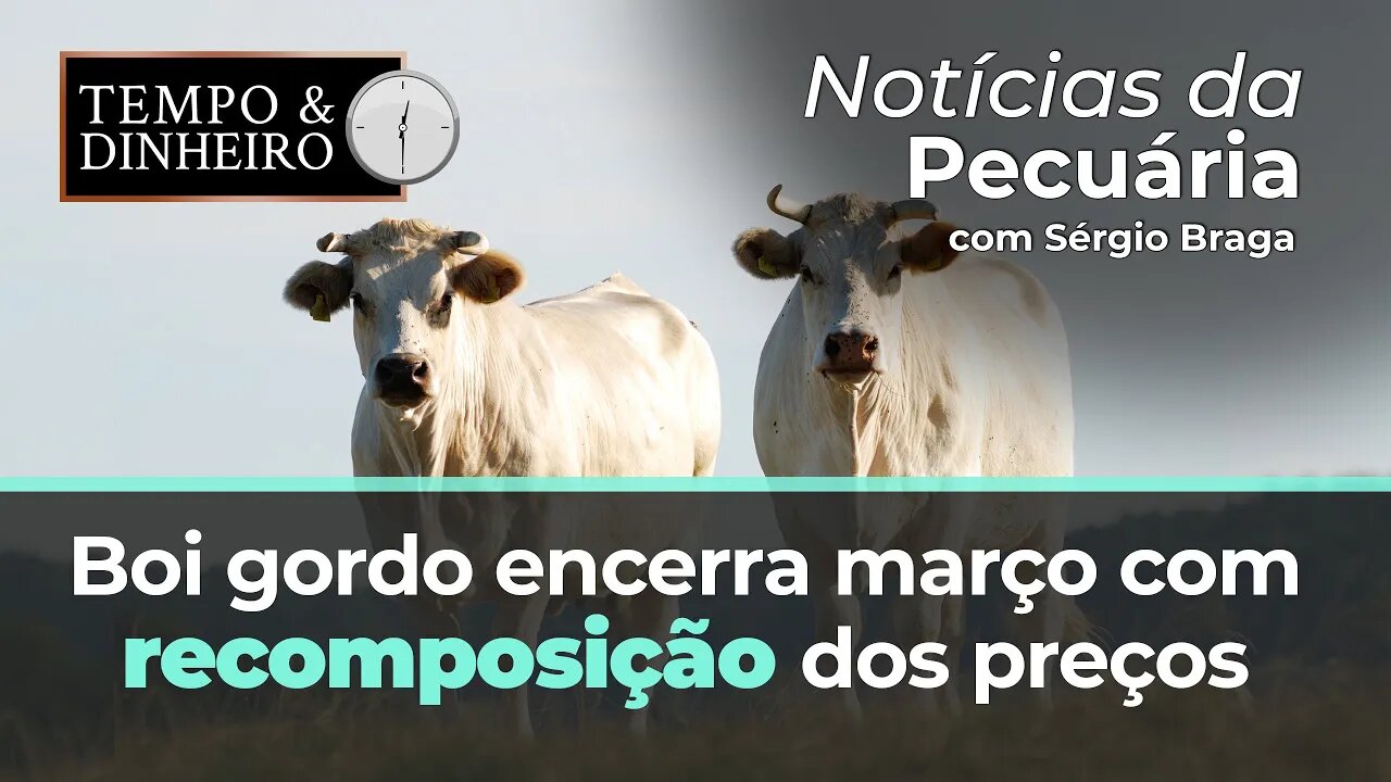 Boi gordo encerra março com recomposição dos preços no mercado físico. B3 projeta queda.