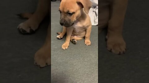 Og scrappy 8 weeks old