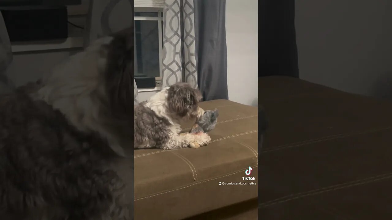 Tiny says sorry to his toy Kevin. #ewokbaby #dog #puppy #dogsofyoutube