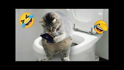 1 Hour Of Funniest Animals - Funniest Cats and Dogs