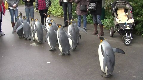 Penguin video