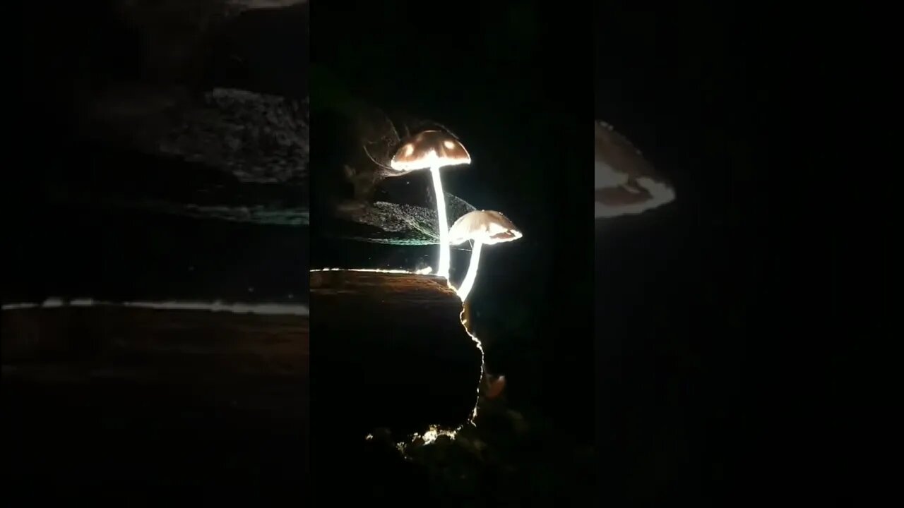 Mushrooms Releasing Spores