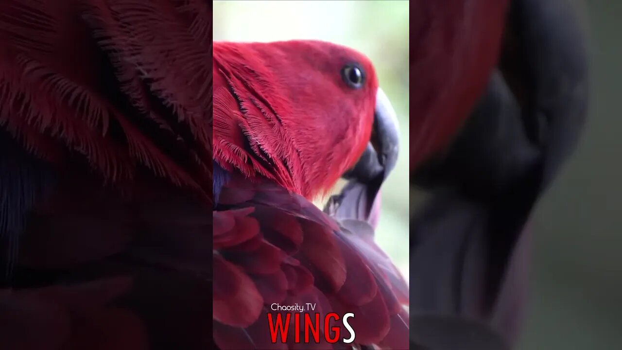 🐧 #WINGS - Grooming Elegance: Red Parrot's Beauty Routine 🐦