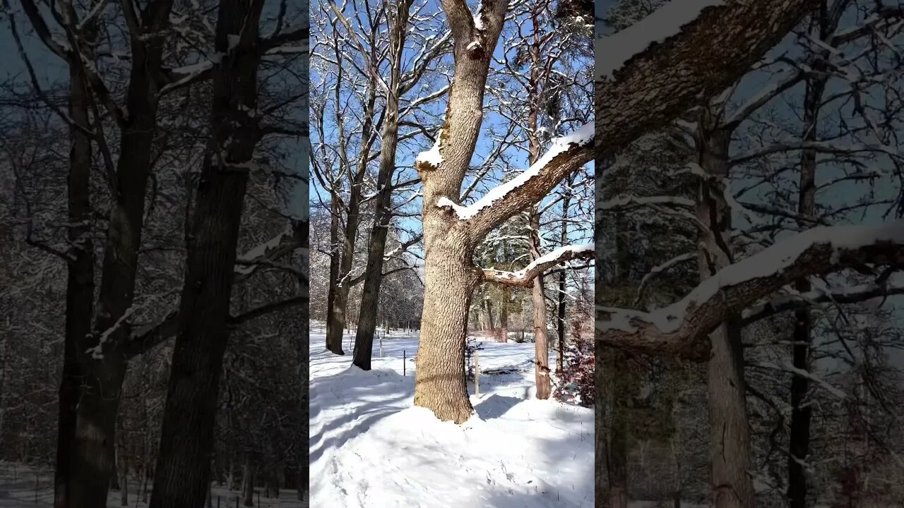 Spring in Sweden πΈπͺ- Winter is not over yet π #spring #sweden #shorts #winter #snow