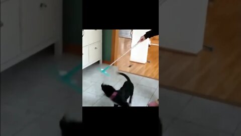 K Stop...Let`s See What Happens? #shorts #cats #dogs #funny #like #subscribe