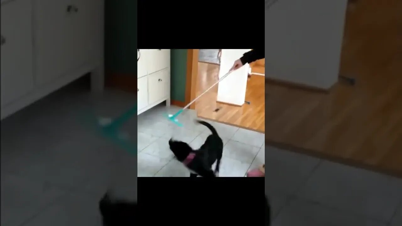 K Stop...Let`s See What Happens? #shorts #cats #dogs #funny #like #subscribe