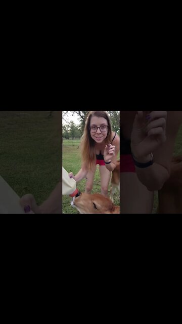 Why He's a bottle calf! #grassfed #calvesofyoutube #cattle #farmlife #shorts