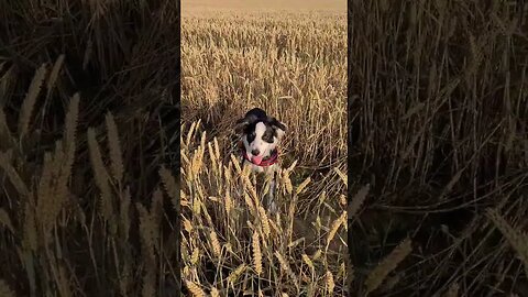 Mylo in the wheat feilds #dog #cat