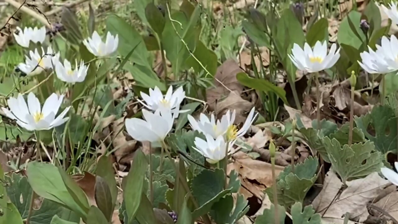 Grandma’s Wild Flowers