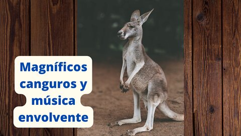 Magníficos canguros y música envolvente