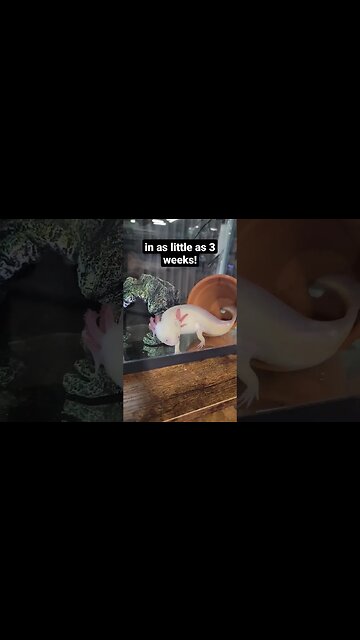 The Axolotl is an AMAZING Animal!