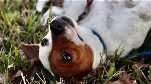 Flights to Furever: helping pups from Texas find home in Western New York