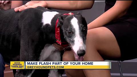 Rescues in Action Sept. 16: Flash needs forever home