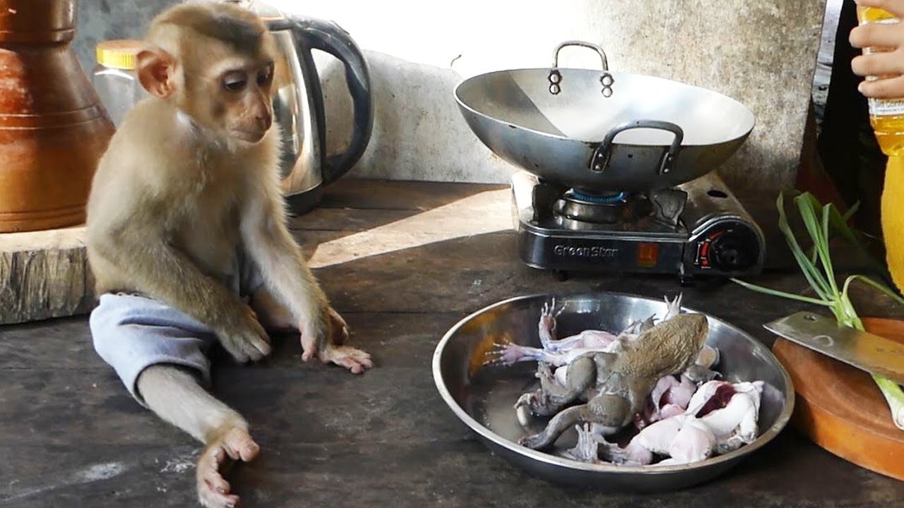 Mamoo Orderly Sit Looking Mom Cooking Frog For Dinner