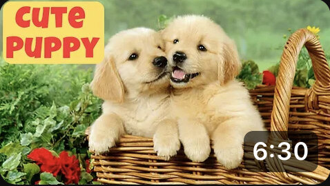 Cute Puppy - Funny and Cute Dog Videos Compilation 2023