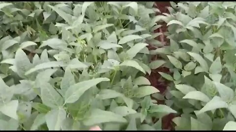 Soja bem adiantada em Boa Esperança do Norte, MT. Imagens de Moacir Guarnieri