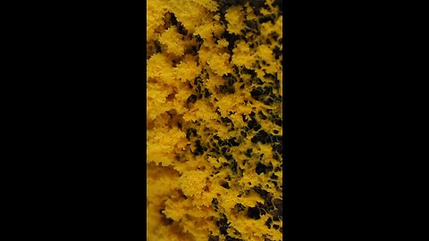 BEES