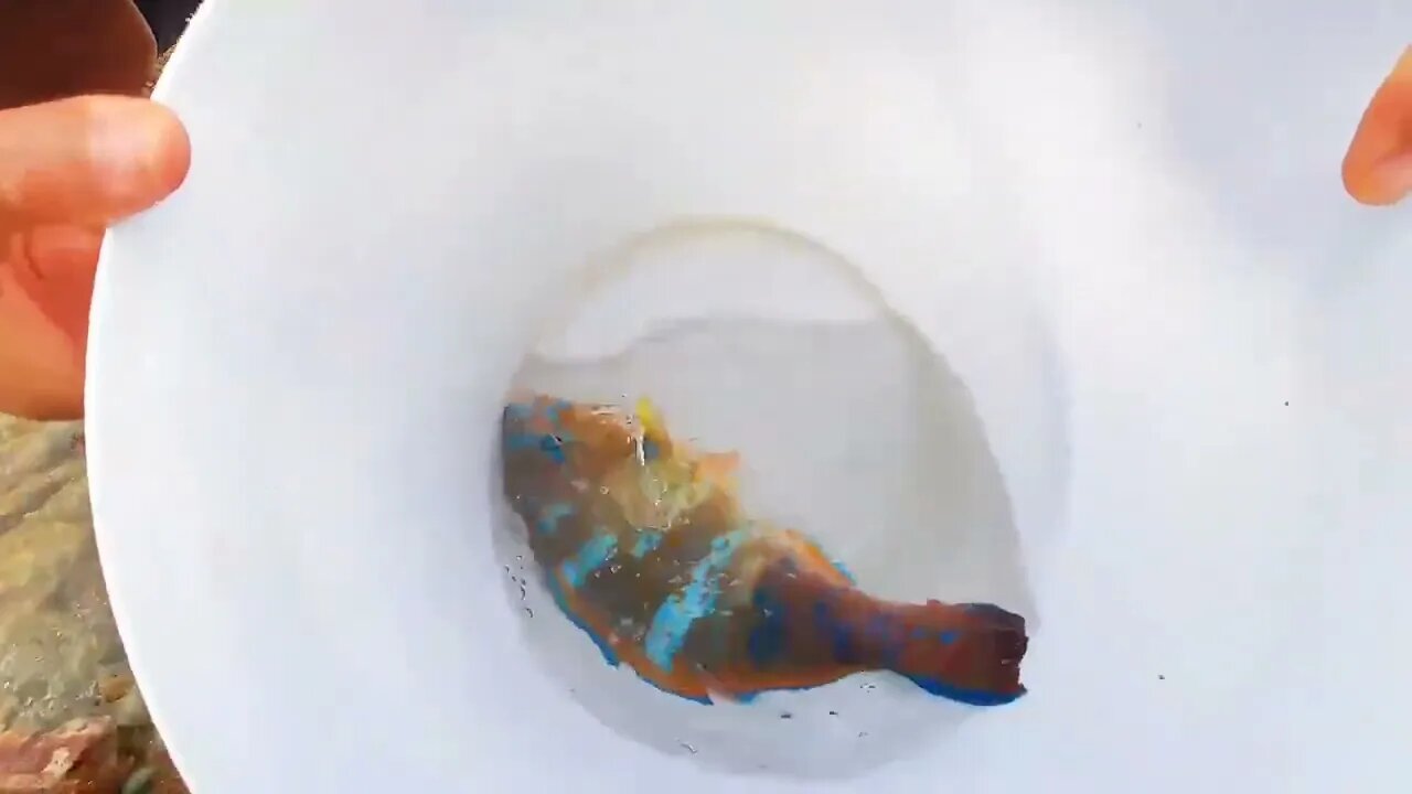 Catch seafood in the South Pacific. Harvest giant devil crabs-9