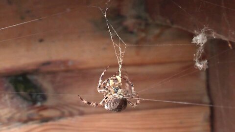 L'attaque d'une araignée 🕷️🕸️