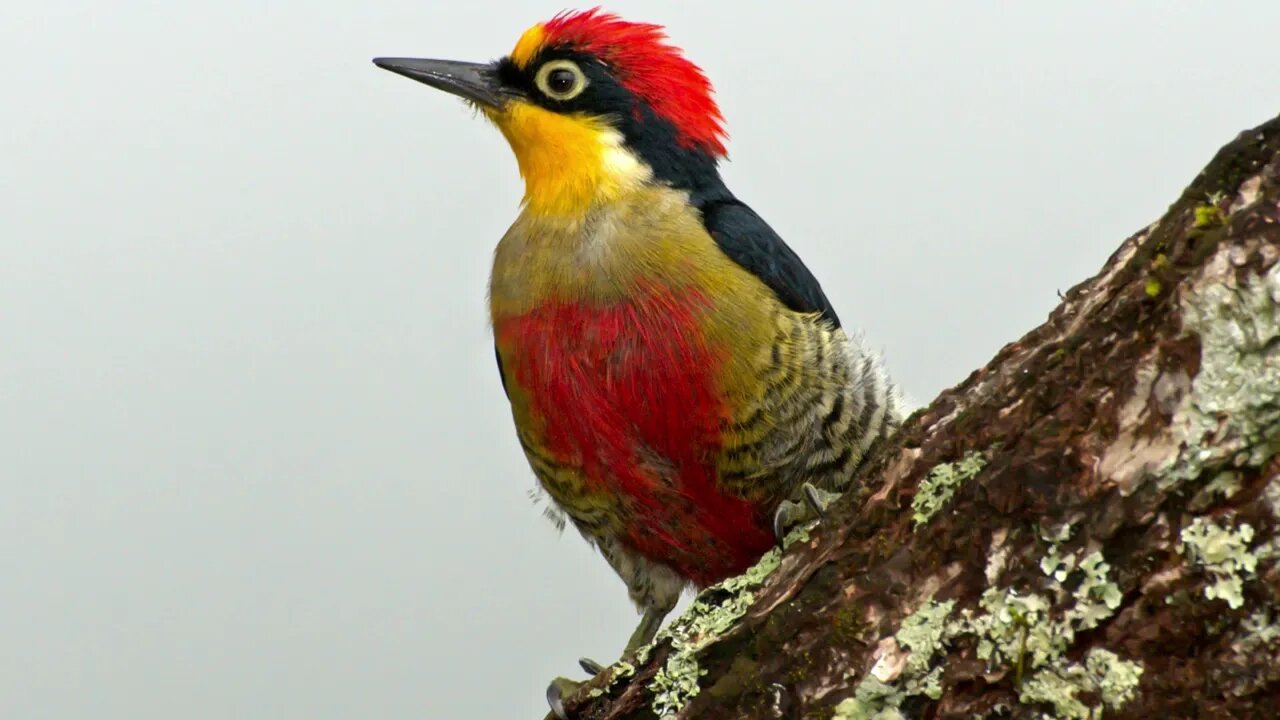 canto benedito de testa amarela