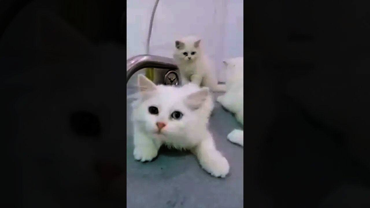 Baby Cats And Cute Kittens Funny