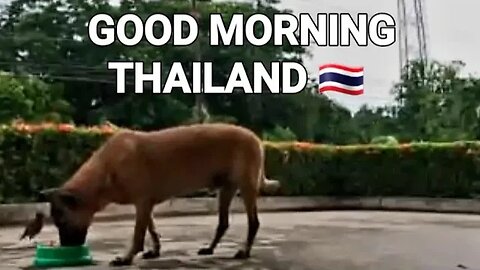 LIVESTREAM TOUR OF OUR GARDEN IN THAILAND AND BREAKFAST WITH DDD #thailand #livestream #rayong