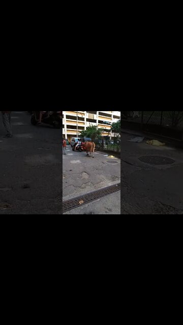 It's a cow walking in a car park.