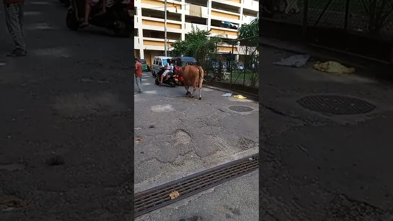 It's a cow walking in a car park.