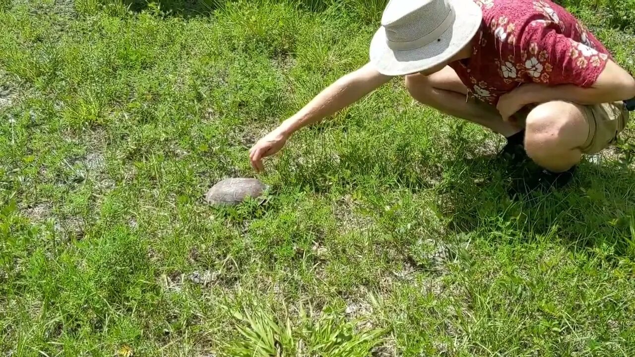 A very adorable tortoise waddling and munching leafs in Orlando Florida / #FullTimeRV