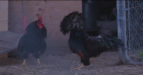 Coq fight