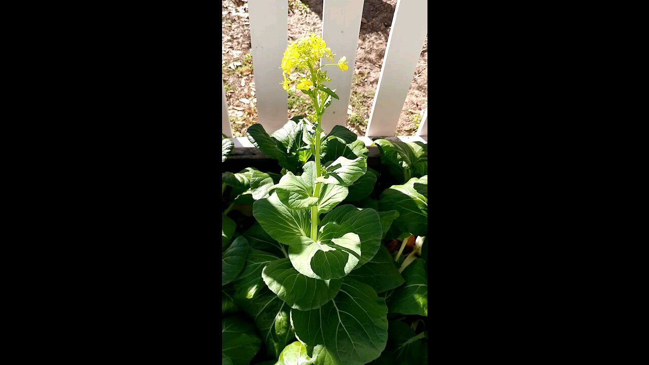 Florida backyard growing Jan 5 2021