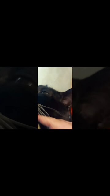 Moon pie wants loves #shorts #shortsvideo #shortsfeed