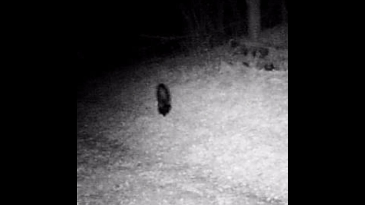 Creature in the night