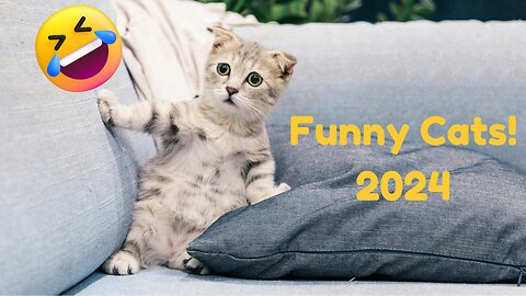 Funny Cats Compilation 2024!