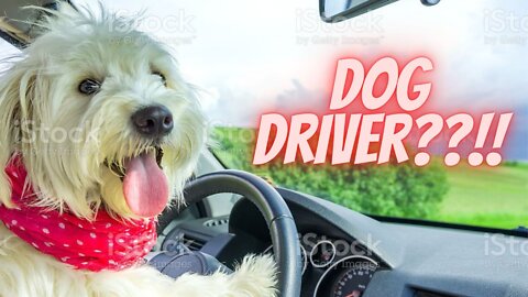 A dog who drives; The dog collects garbage